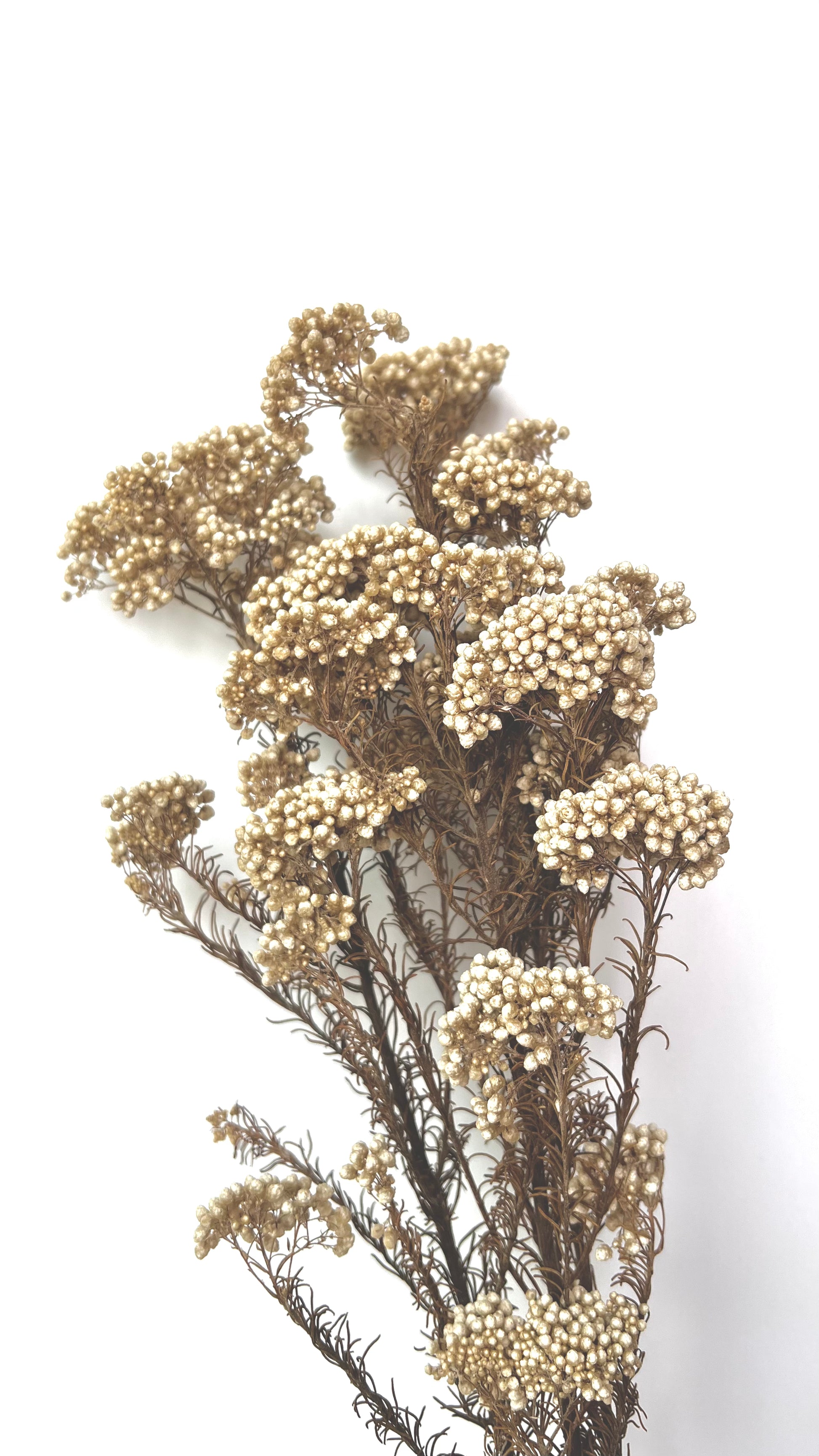 dried flowers with light ivory little flowers and brown stems against a white background - The Offbeat Co.