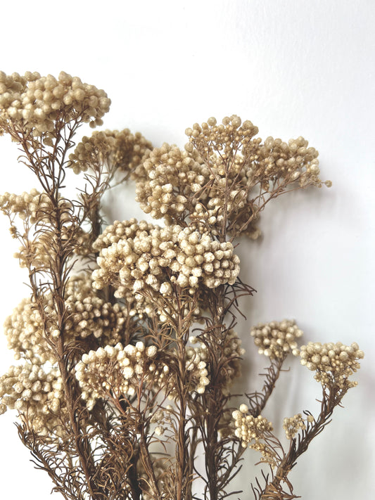 The White Rice Dried Flowers against a white background - The Offbeat Co.