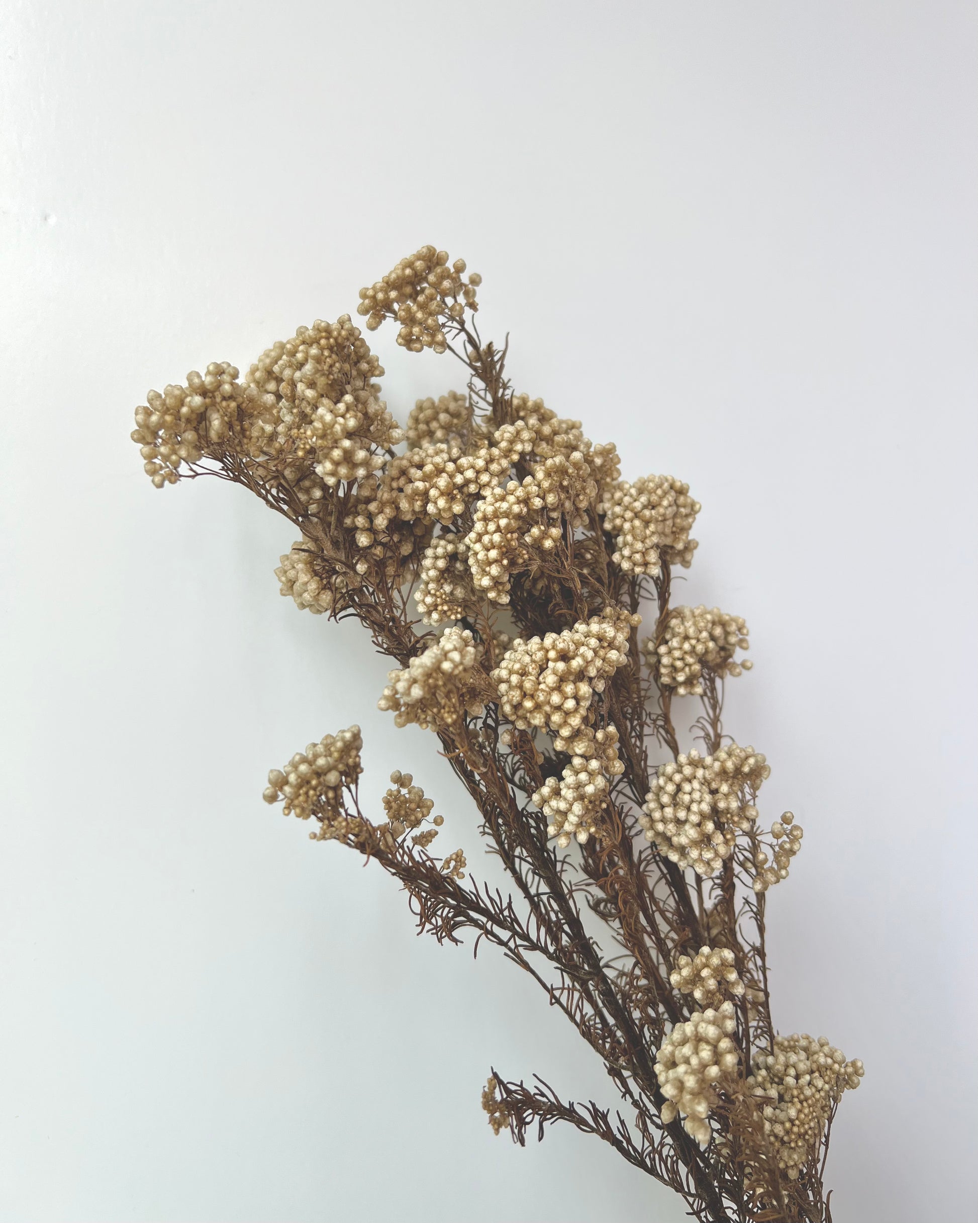 The White Rice Dried Flowers against a light background - The Offbeat Co.