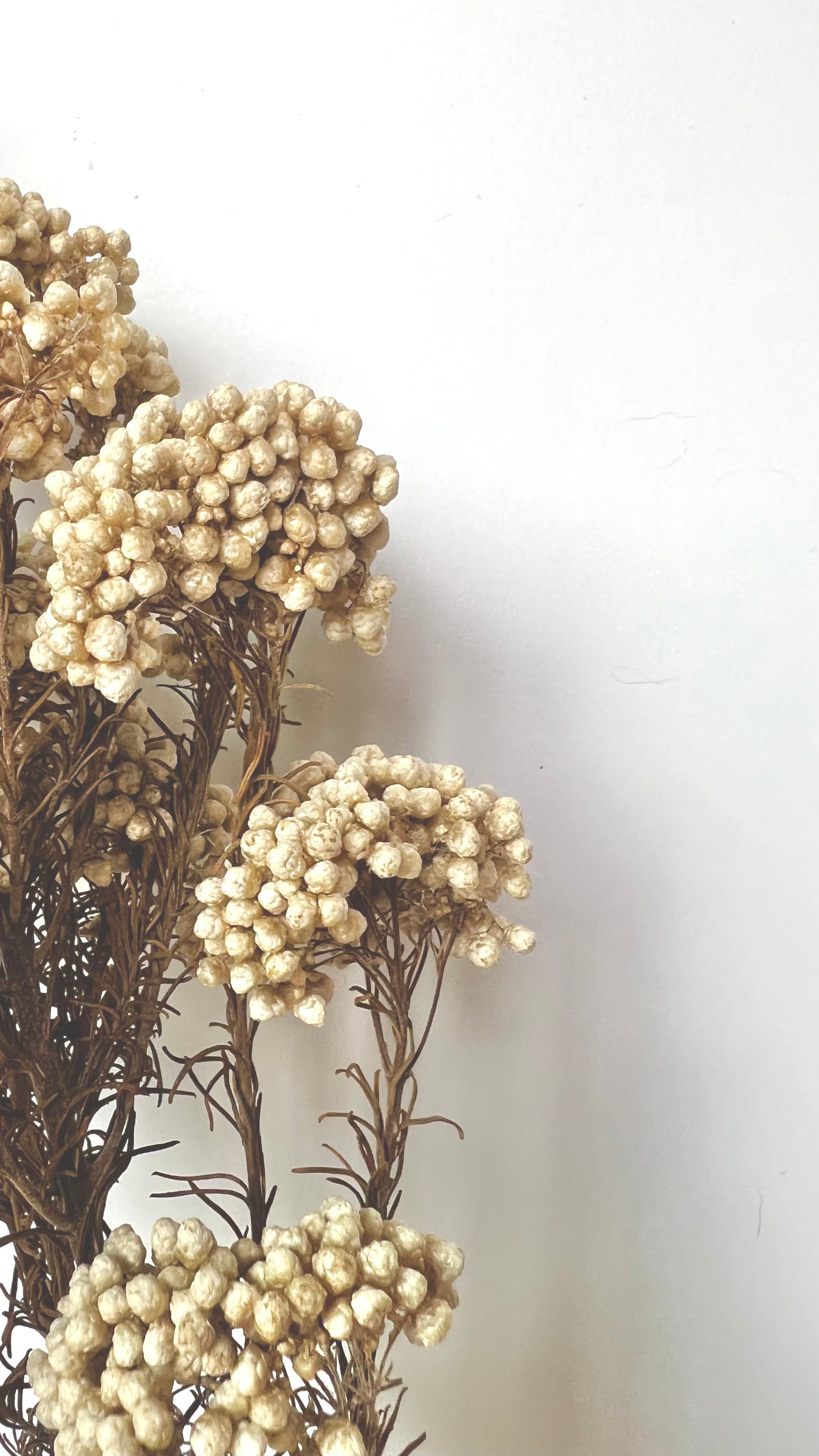 Dried, little white flowers with brown stems against a white background - The Offbeat Co.